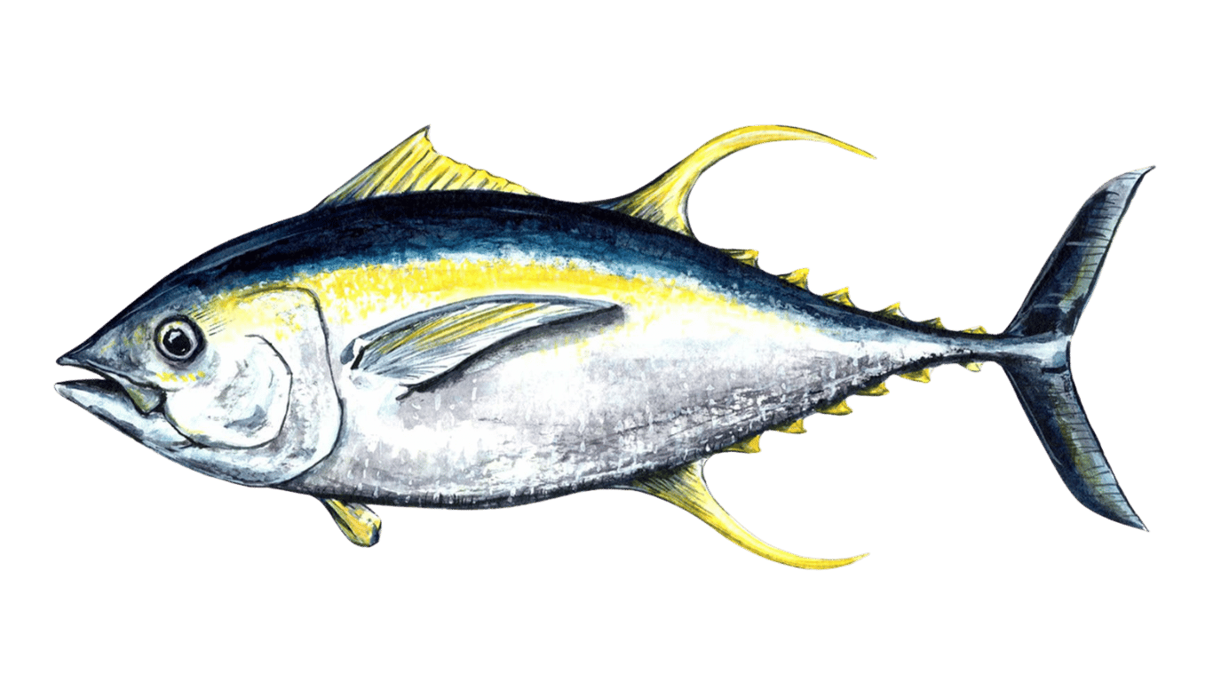 Fish 2